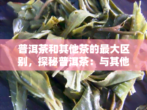 普洱茶和其他茶的更大区别，探秘普洱茶：与其他茶叶的显著区别