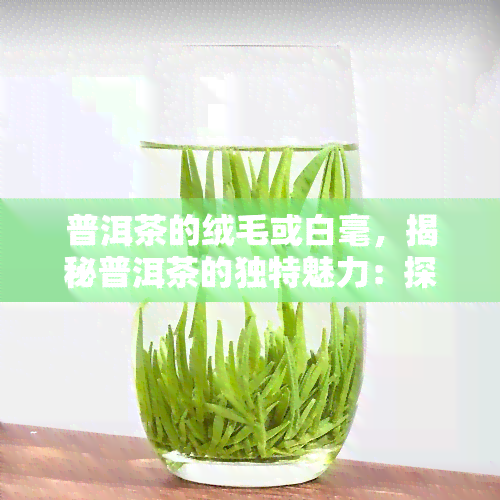 普洱茶的绒毛或白毫，揭秘普洱茶的独特魅力：探索其绒毛或白毫的秘密