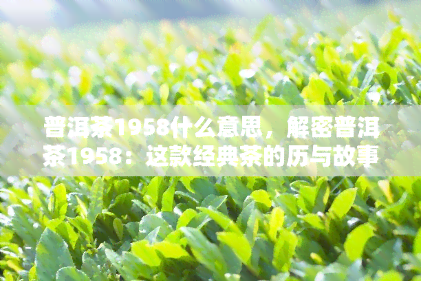 普洱茶1958什么意思，解密普洱茶1958：这款经典茶的历与故事