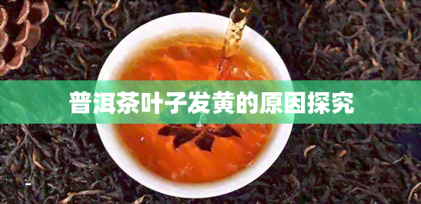 普洱茶叶子发黄的原因探究