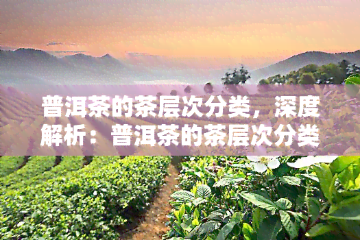 普洱茶的茶层次分类，深度解析：普洱茶的茶层次分类