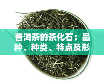 普洱茶的茶化石：品种、种类、特点及形成过程全解析，附高清图片大全