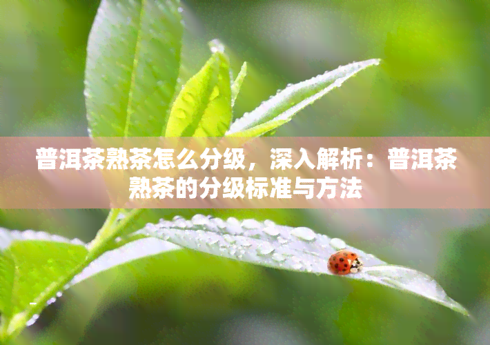 普洱茶熟茶怎么分级，深入解析：普洱茶熟茶的分级标准与方法