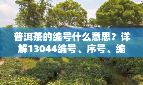 普洱茶的编号什么意思？详解13044编号、序号、编码等级与查询方法