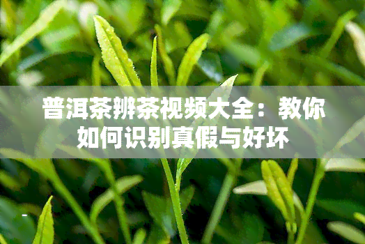 普洱茶辨茶视频大全：教你如何识别真假与好坏