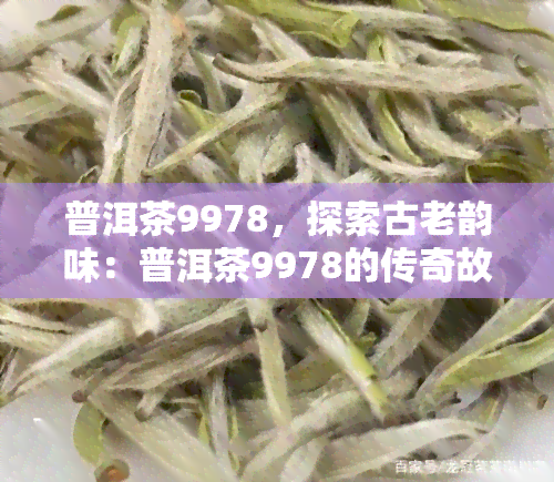 普洱茶9978，探索古老韵味：普洱茶9978的传奇故事与品尝体验