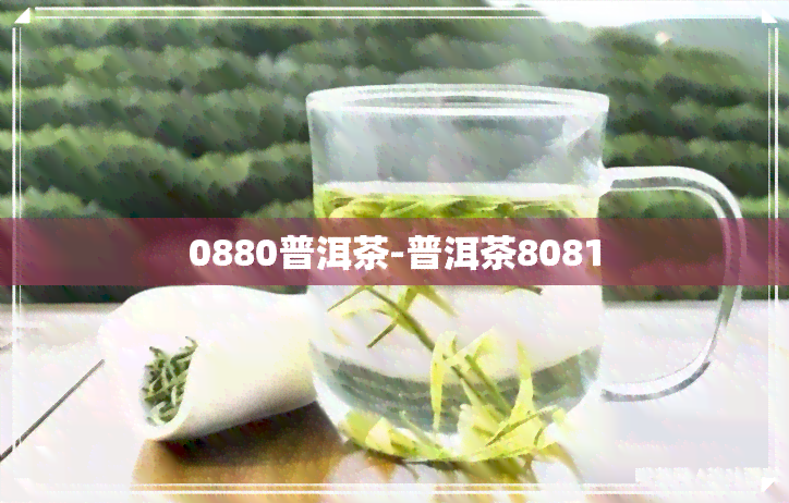 0880普洱茶-普洱茶8081