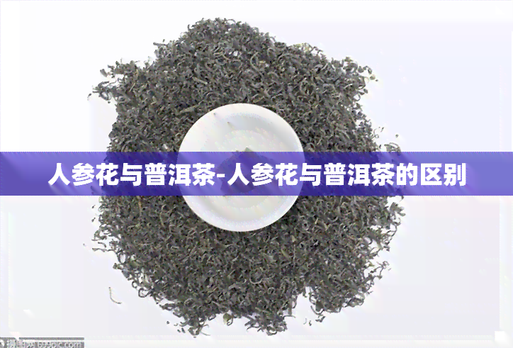 人参花与普洱茶-人参花与普洱茶的区别