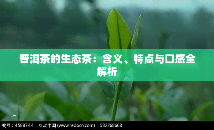 普洱茶的生态茶：含义、特点与口感全解析