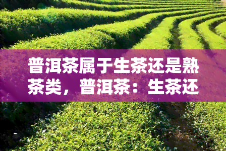 普洱茶属于生茶还是熟茶类，普洱茶：生茶还是熟茶？一次全面的了解