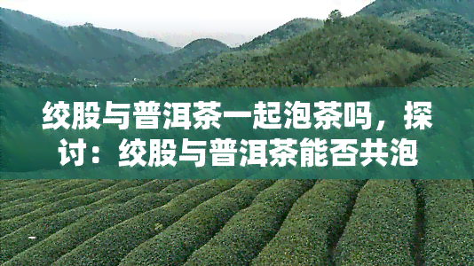 绞股与普洱茶一起泡茶吗，探讨：绞股与普洱茶能否共泡？