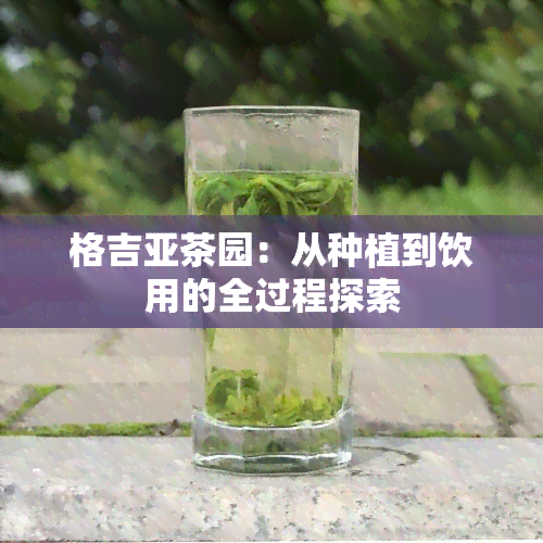 格吉亚茶园：从种植到饮用的全过程探索