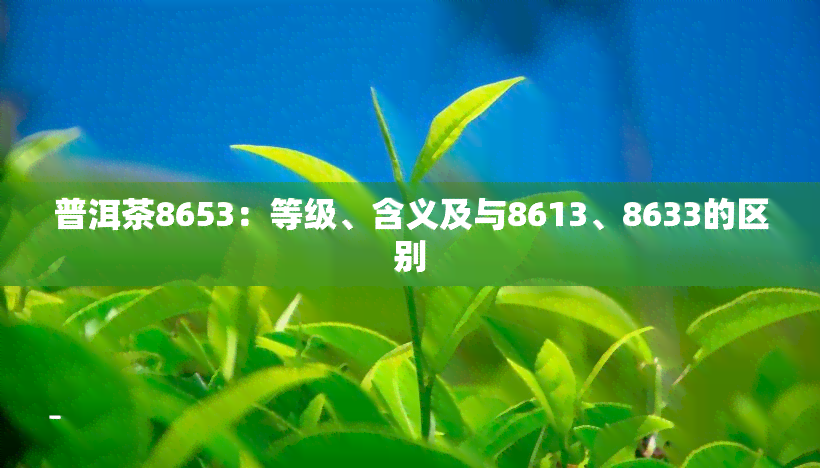 普洱茶8653：等级、含义及与8613、8633的区别