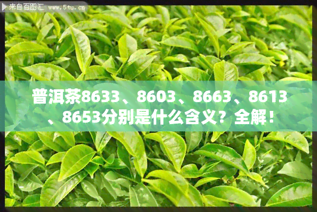 普洱茶8633、8603、8663、8613、8653分别是什么含义？全解！