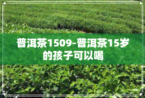 普洱茶1509-普洱茶15岁的孩子可以喝