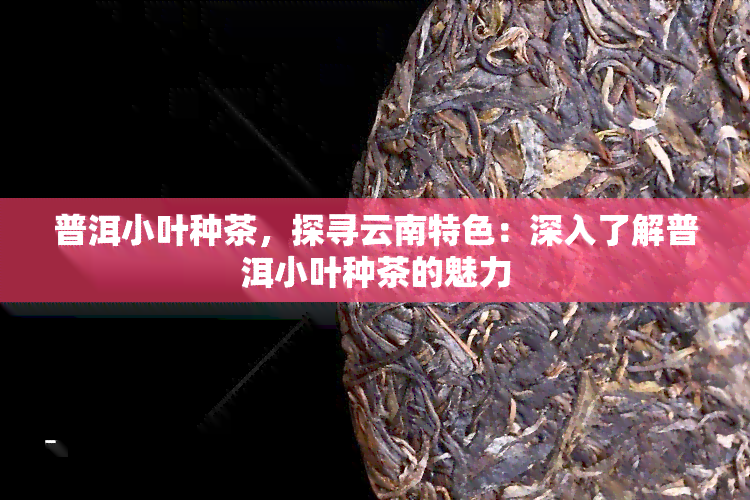 普洱小叶种茶，探寻云南特色：深入了解普洱小叶种茶的魅力