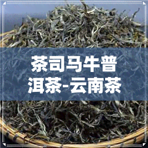 茶司马牛普洱茶-云南茶马司普洱茶价格2010