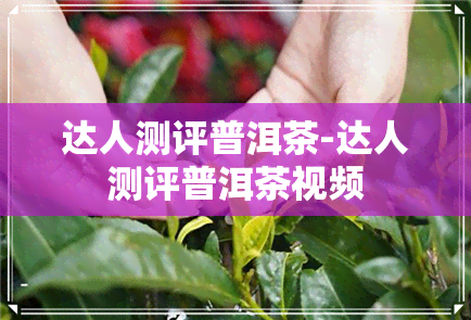 达人测评普洱茶-达人测评普洱茶视频