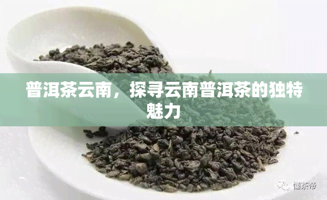 普洱茶云南，探寻云南普洱茶的独特魅力