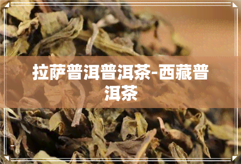      普洱普洱茶-     普洱茶