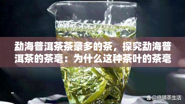 勐海普洱茶茶豪多的茶，探究勐海普洱茶的茶毫：为什么这种茶叶的茶毫如此丰富？