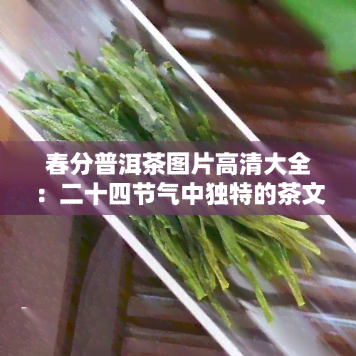 春分普洱茶图片高清大全：二十四节气中独特的茶文化