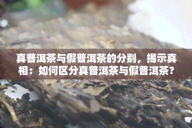 真普洱茶与假普洱茶的分别，揭示真相：如何区分真普洱茶与假普洱茶？