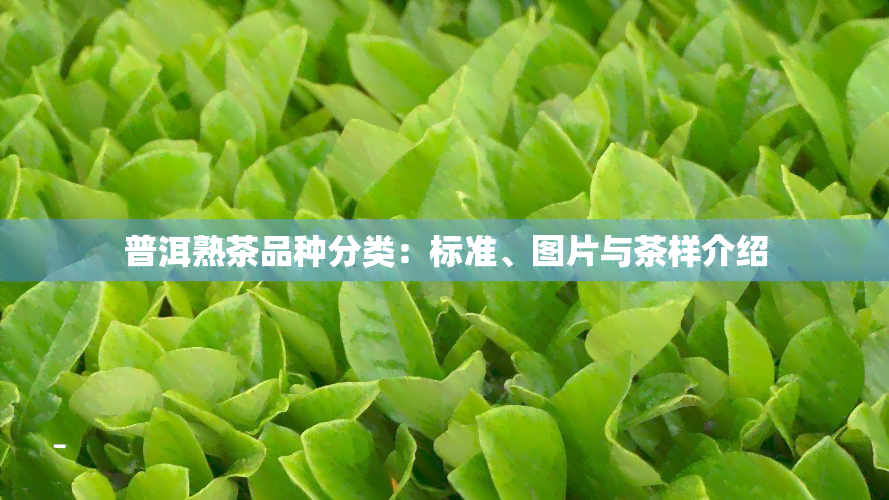 普洱熟茶品种分类：标准、图片与茶样介绍