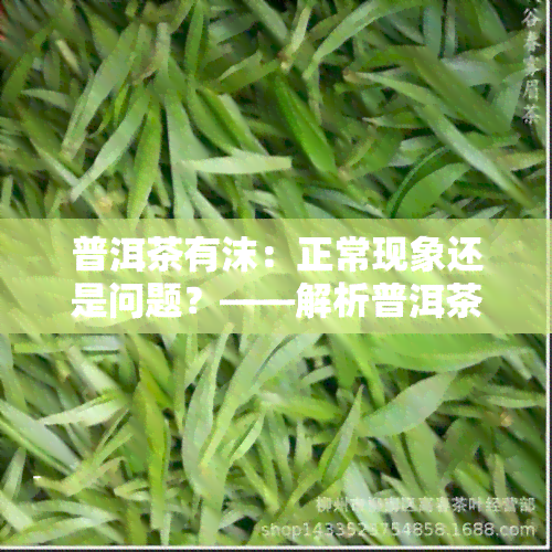 普洱茶有沫：正常现象还是问题？——解析普洱茶沫的形成与影响