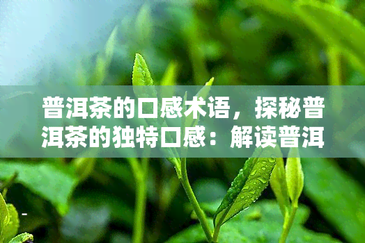 普洱茶的口感术语，探秘普洱茶的独特口感：解读普洱茶的口感术语