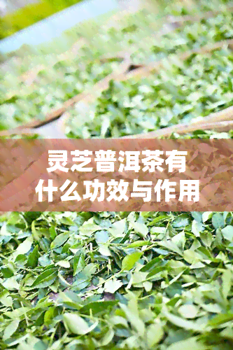 灵芝普洱茶有什么功效与作用，探秘灵芝普洱茶：揭示其神奇的功效与作用