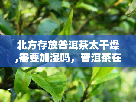 北方存放普洱茶太干燥,需要加湿吗，普洱茶在北方存放过干？如何解决茶叶失水问题？