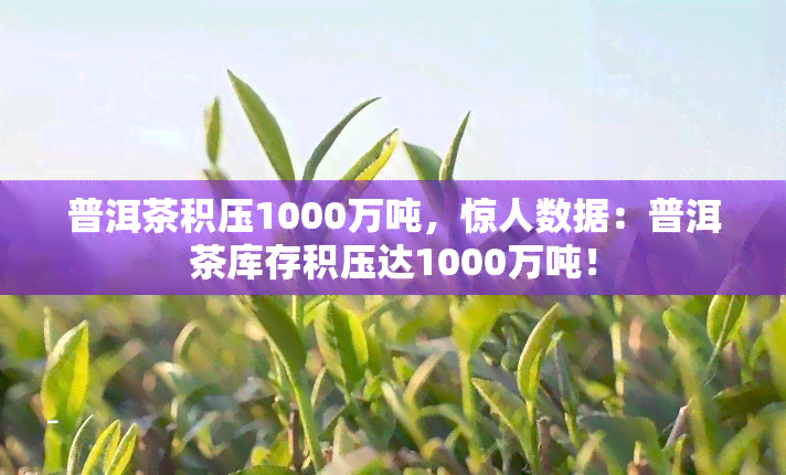 普洱茶积压1000万吨，惊人数据：普洱茶库存积压达1000万吨！