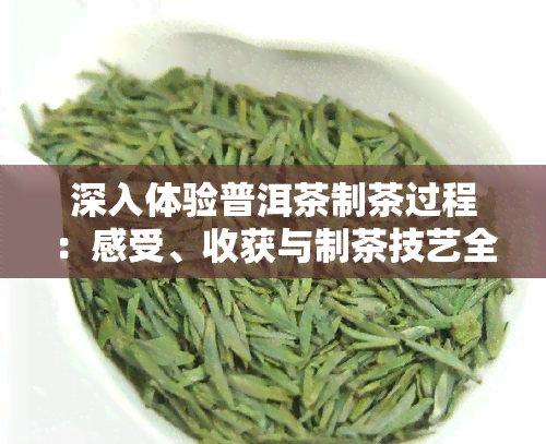 深入体验普洱茶制茶过程：感受、收获与制茶技艺全解析