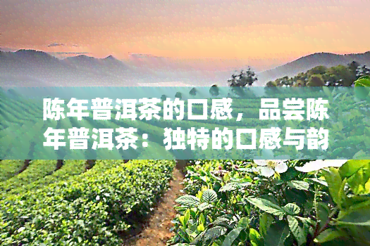 陈年普洱茶的口感，品尝陈年普洱茶：独特的口感与韵味