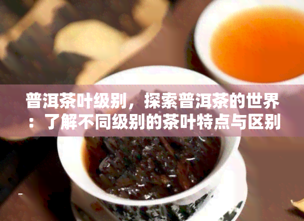 普洱茶叶级别，探索普洱茶的世界：了解不同级别的茶叶特点与区别