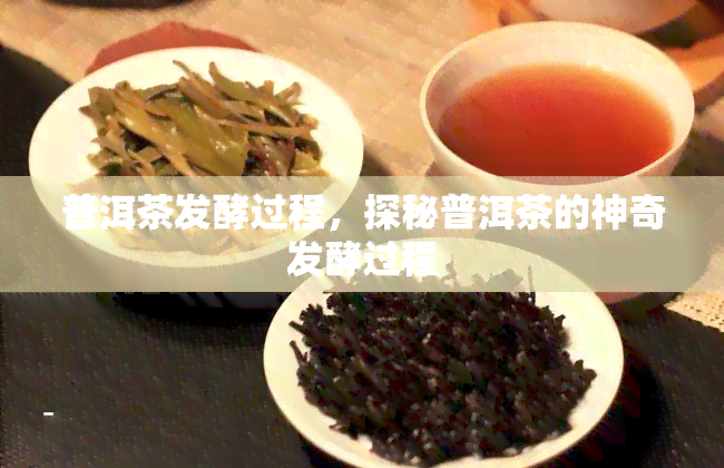 普洱茶发酵过程，探秘普洱茶的神奇发酵过程