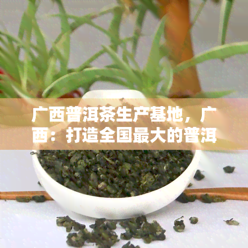 广西普洱茶生产基地，广西：打造全国更大的普洱茶生产基地