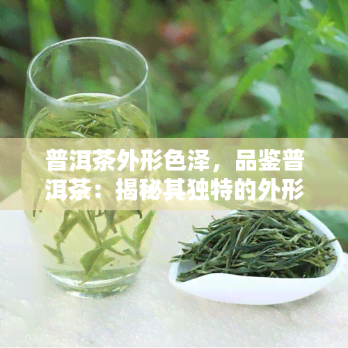 普洱茶外形色泽，品鉴普洱茶：揭秘其独特的外形色泽