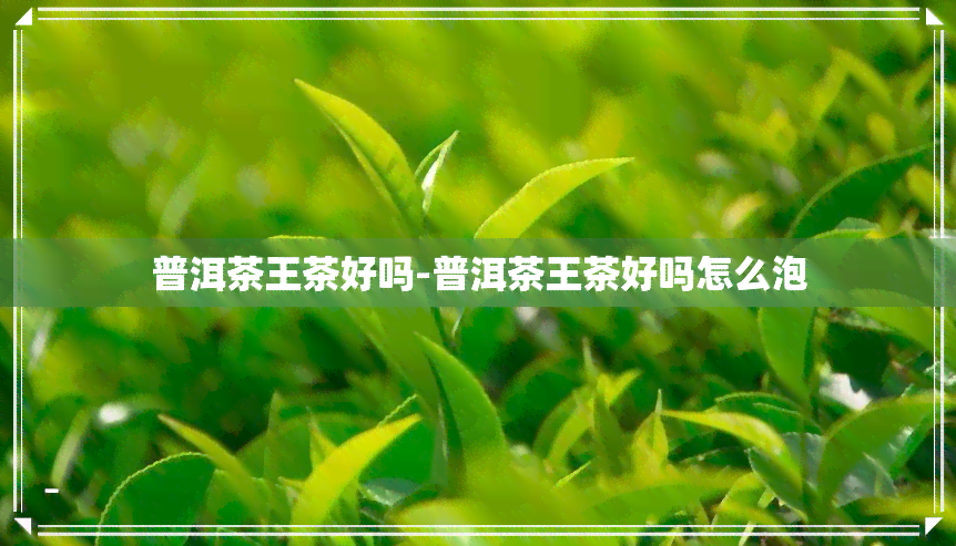 普洱茶王茶好吗-普洱茶王茶好吗怎么泡