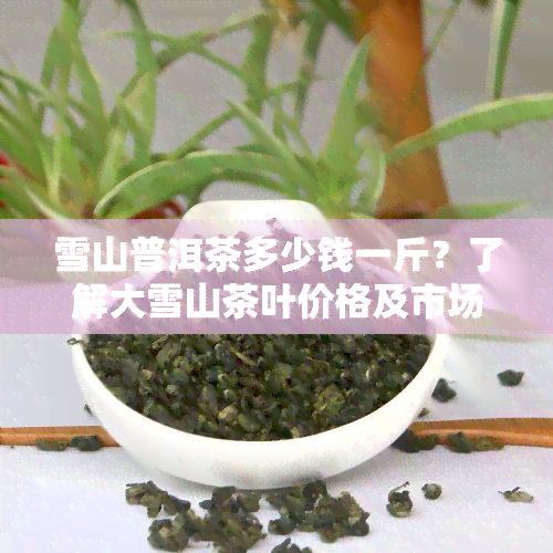 雪山普洱茶多少钱一斤？了解大雪山茶叶价格及市场行情