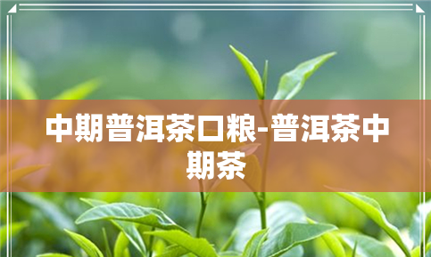 中期普洱茶口粮-普洱茶中期茶