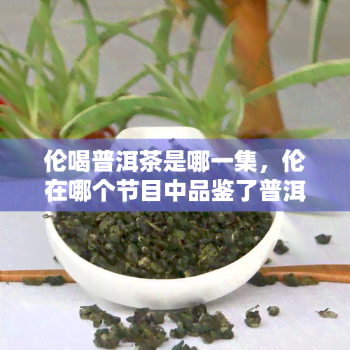 伦喝普洱茶是哪一集，伦在哪个节目中品鉴了普洱茶？