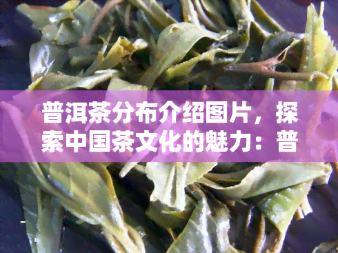 普洱茶分布介绍图片，探索中国茶文化的魅力：普洱茶的分布全貌图解