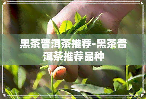 黑茶普洱茶推荐-黑茶普洱茶推荐品种