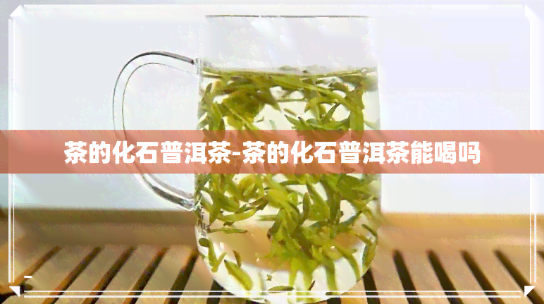 茶的化石普洱茶-茶的化石普洱茶能喝吗