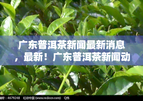 广东普洱茶新闻最新消息，最新！广东普洱茶新闻动态报道