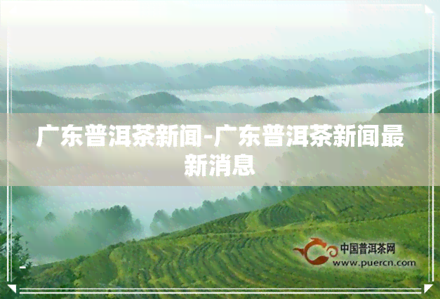 广东普洱茶新闻-广东普洱茶新闻最新消息