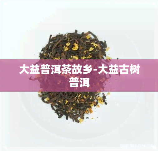 大益普洱茶故乡-大益古树普洱