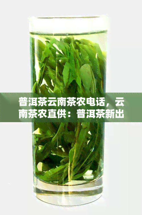 普洱茶云南茶农电话，云南茶农直供：普洱茶新出炉，快来预订！